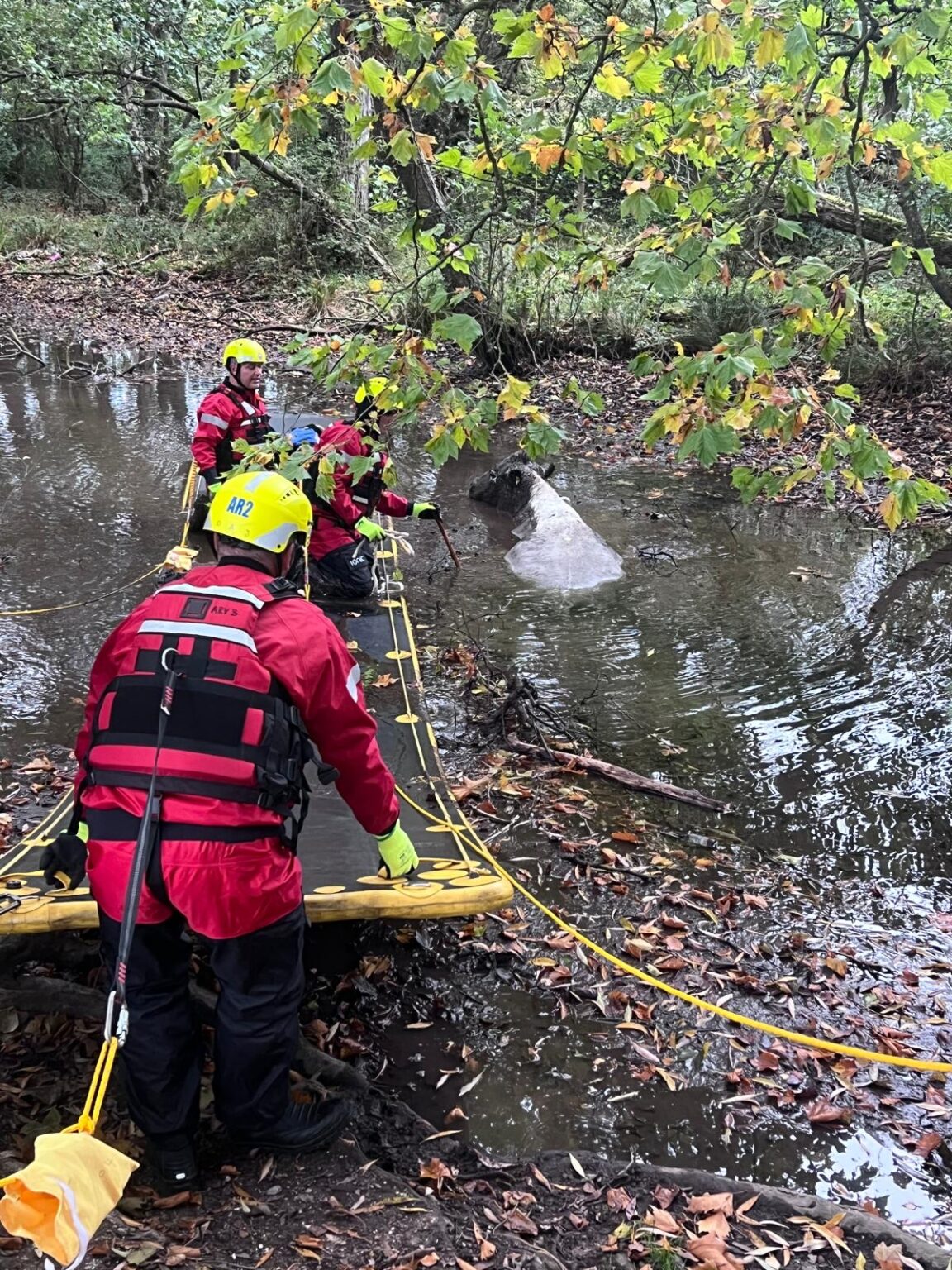 Animal rescue firefighters re-moo-ve cow stuck in the mud in Winchester ...