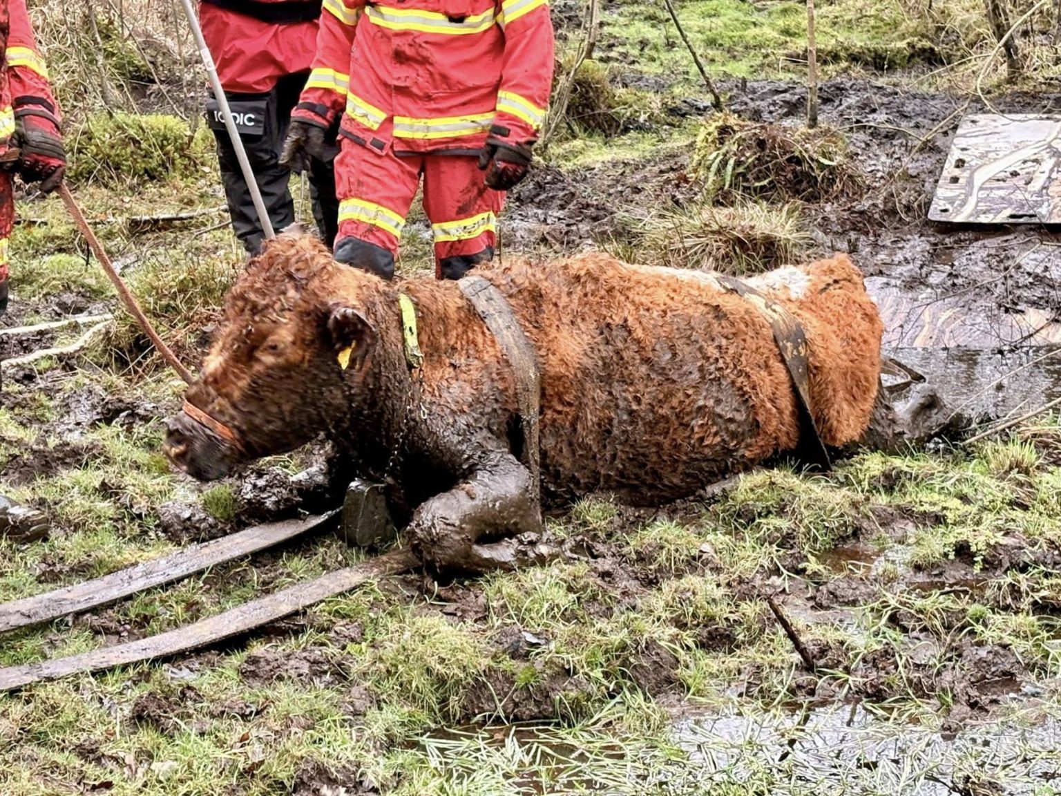 A cow shoulder-deep in mud was rescued by firefighters this weekend ...