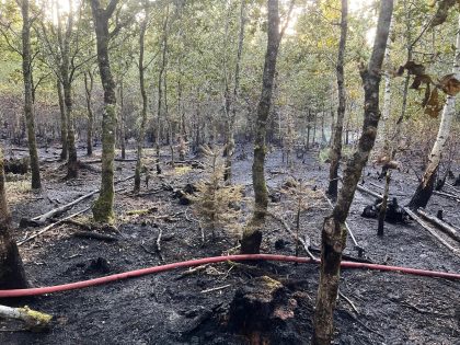 An area of woodland in the New Forest which has experienced a wildfire. Young trees stand in charred ground.