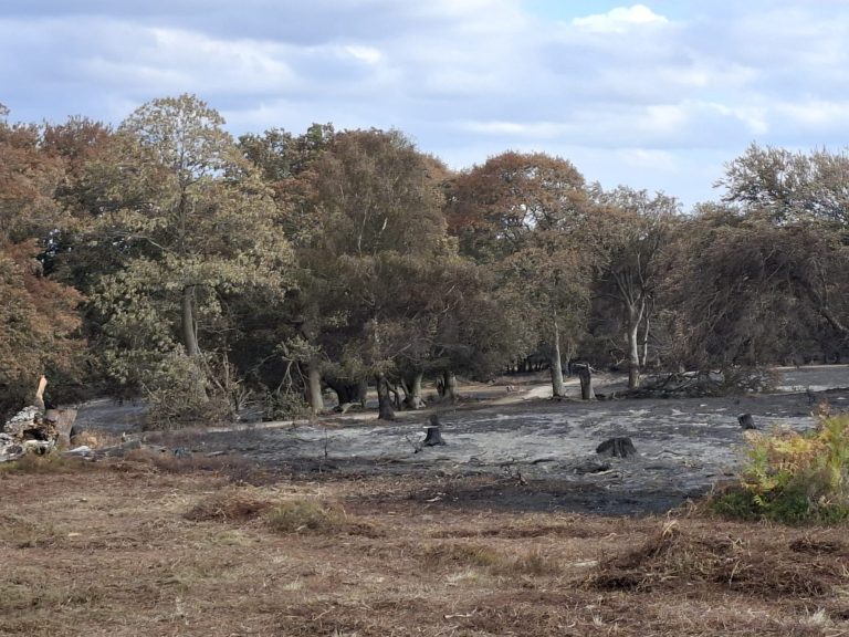 Photo of an area of the New Forest which has been damaged by fire. In the foreground is a patch of dried grass, in the background is a treeline. In the centre the ground is charred and there are several burned tree stumps.